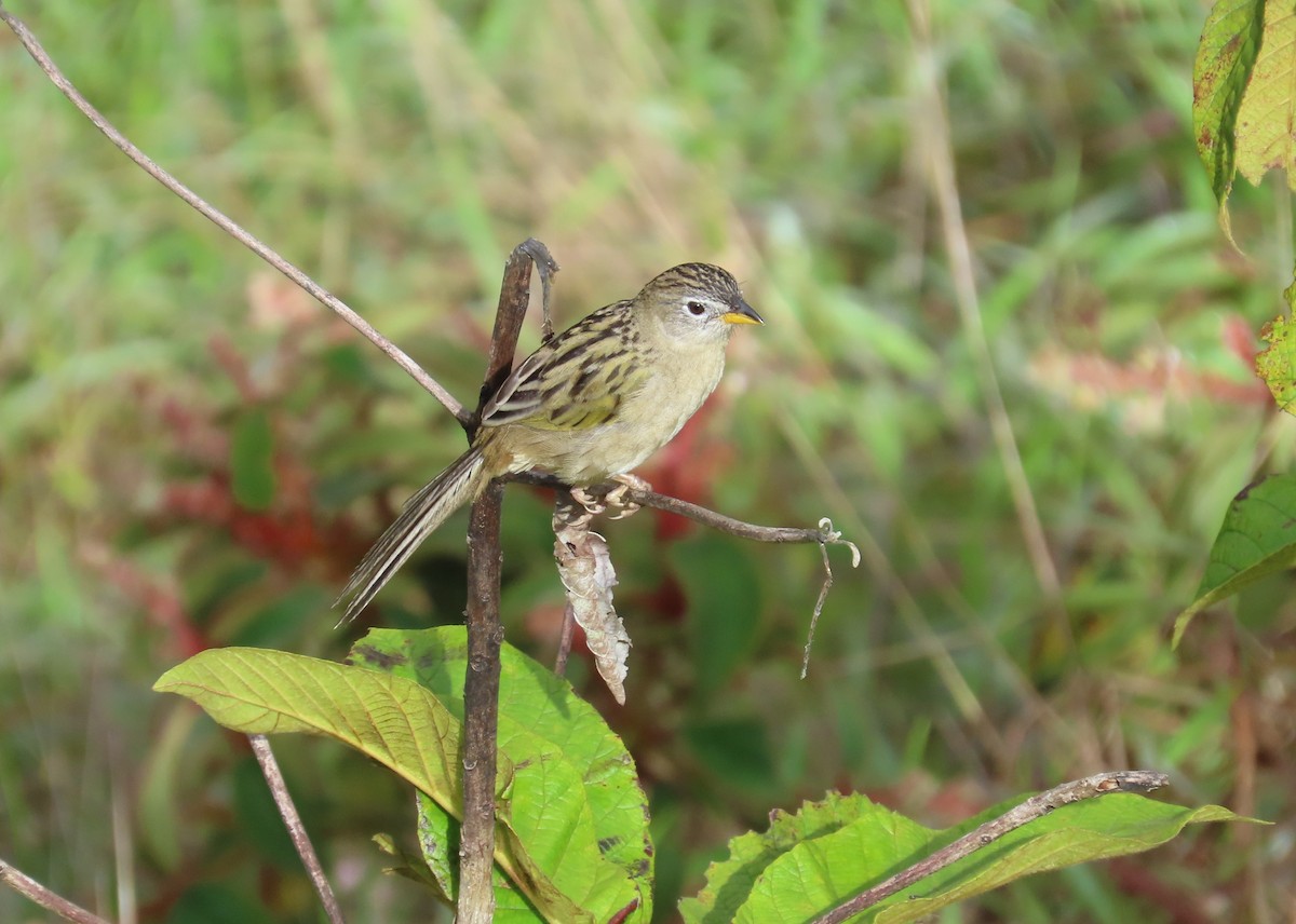Wedge-tailed Grass-Finch - ML641861069