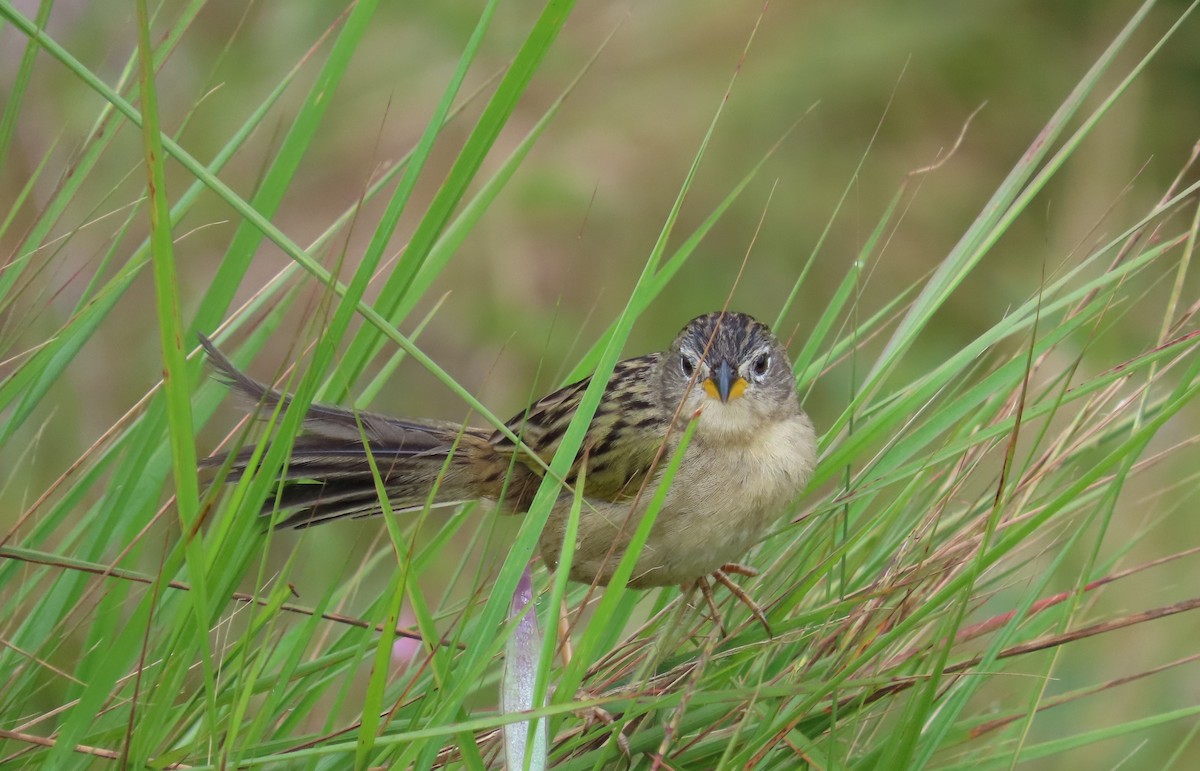 Wedge-tailed Grass-Finch - ML641861070
