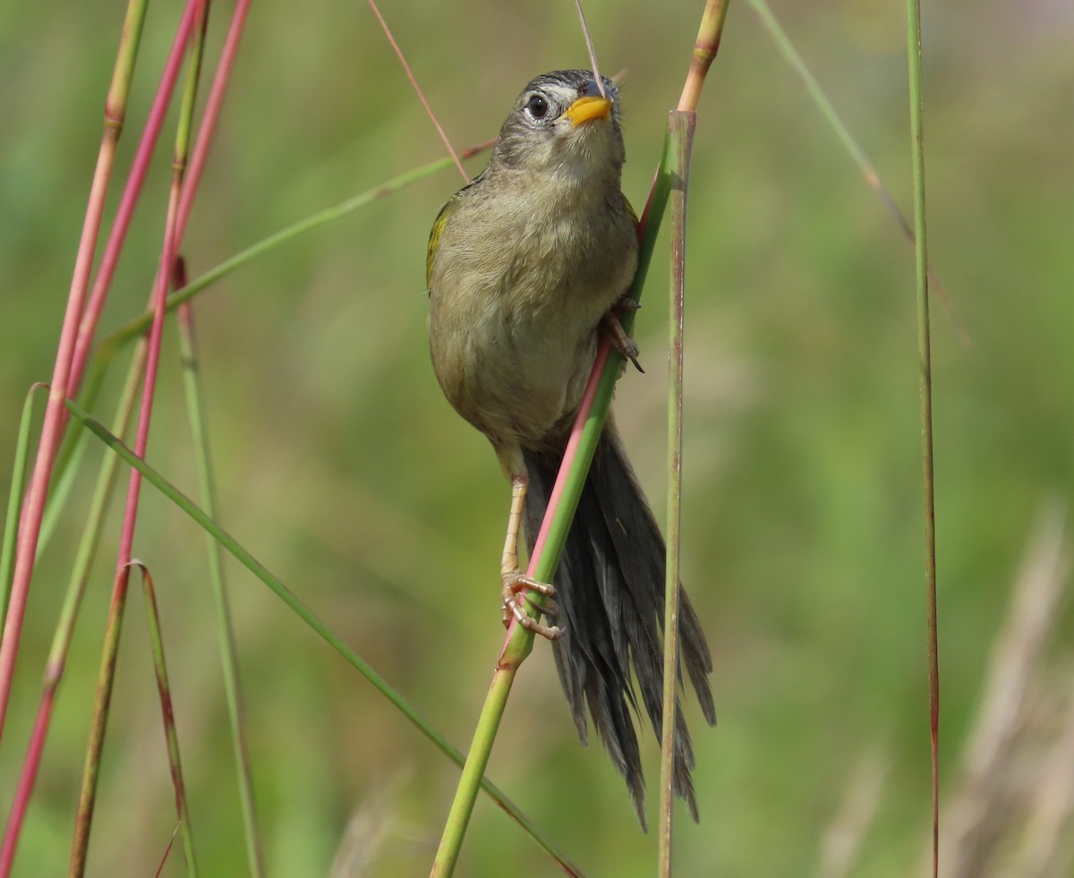 Wedge-tailed Grass-Finch - ML641861071