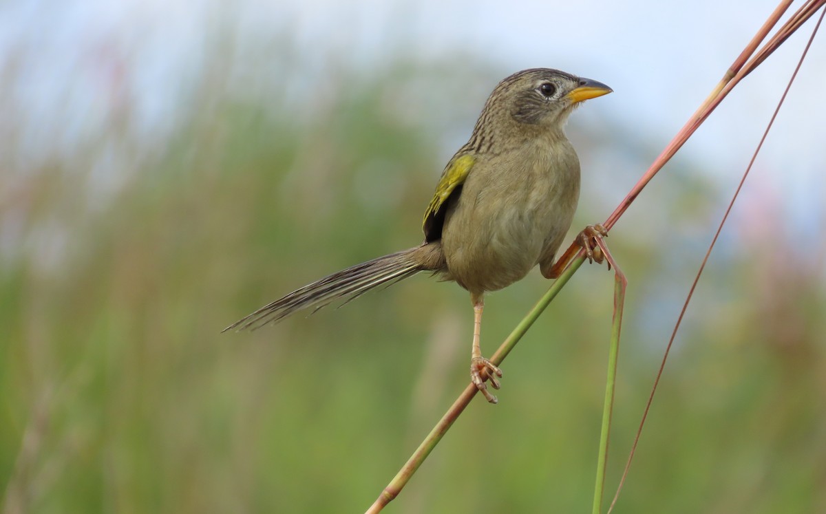 Wedge-tailed Grass-Finch - ML641861072