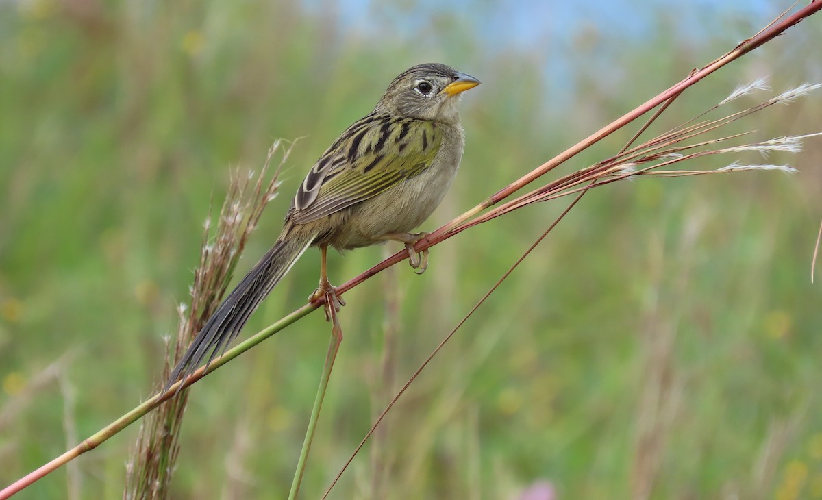 Wedge-tailed Grass-Finch - ML641861073