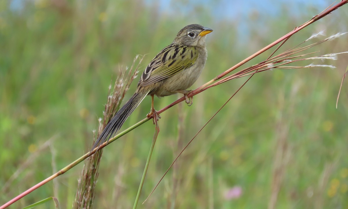 Wedge-tailed Grass-Finch - ML641861074