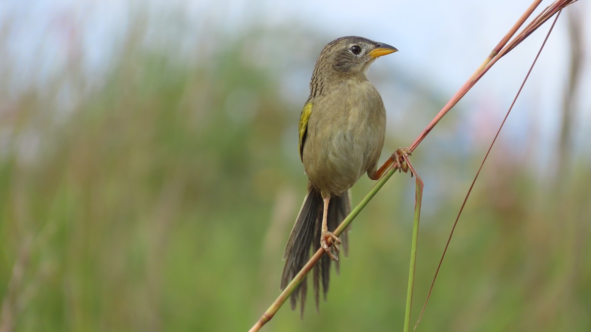 Wedge-tailed Grass-Finch - ML641861075