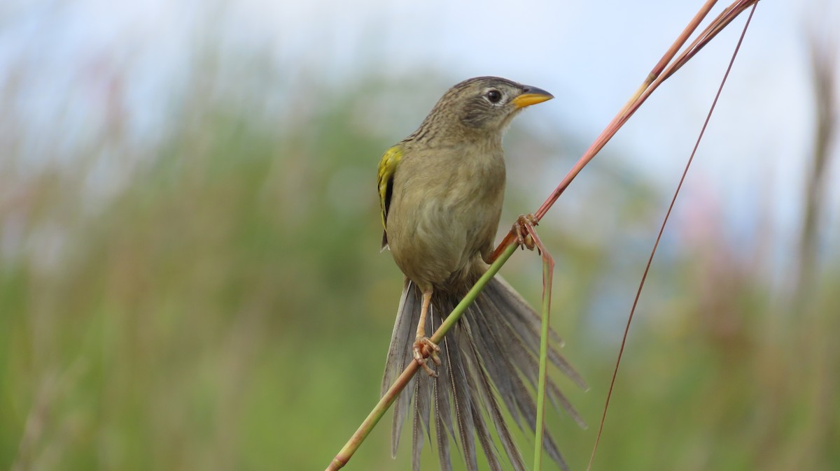 Wedge-tailed Grass-Finch - ML641861076