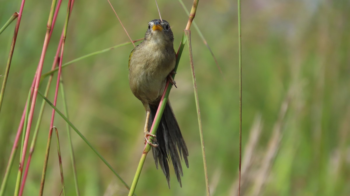 Wedge-tailed Grass-Finch - ML641861078