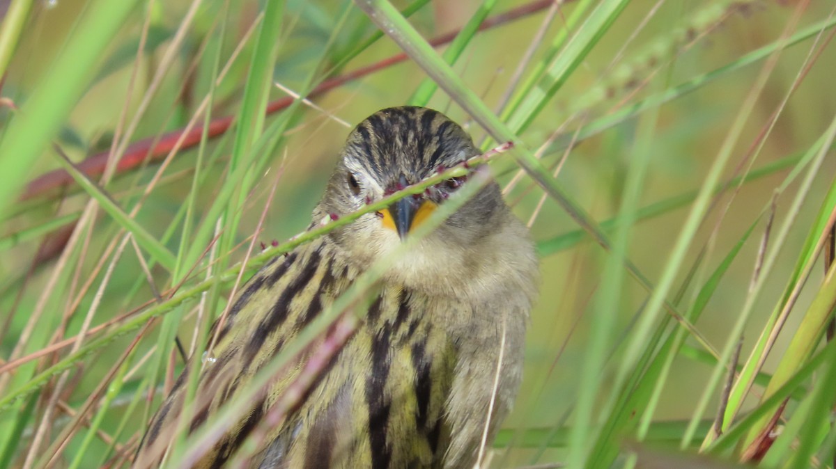 Wedge-tailed Grass-Finch - ML641861079