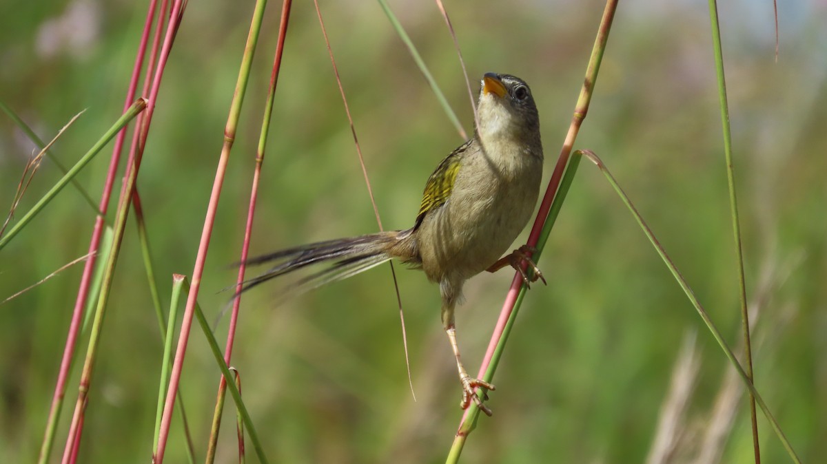Wedge-tailed Grass-Finch - ML641861080