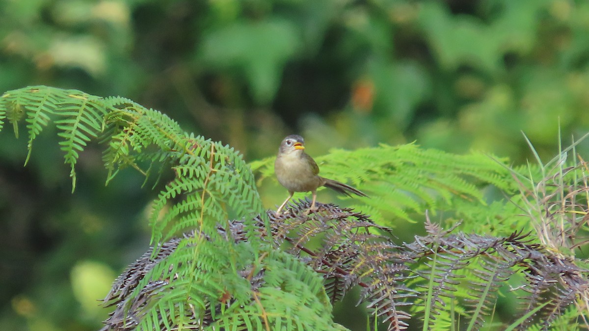 Wedge-tailed Grass-Finch - ML641861081