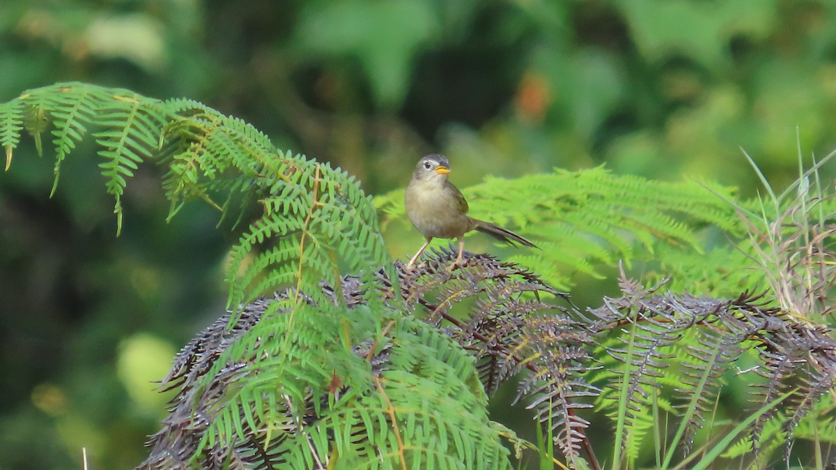 Wedge-tailed Grass-Finch - ML641861082