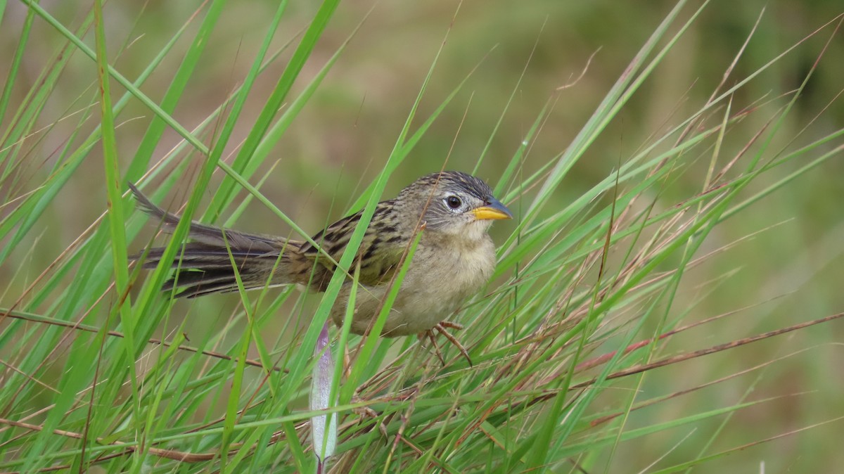 Wedge-tailed Grass-Finch - ML641861084