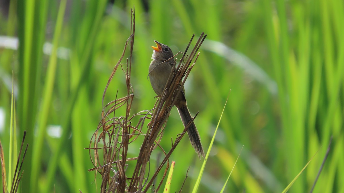Wedge-tailed Grass-Finch - ML641861085