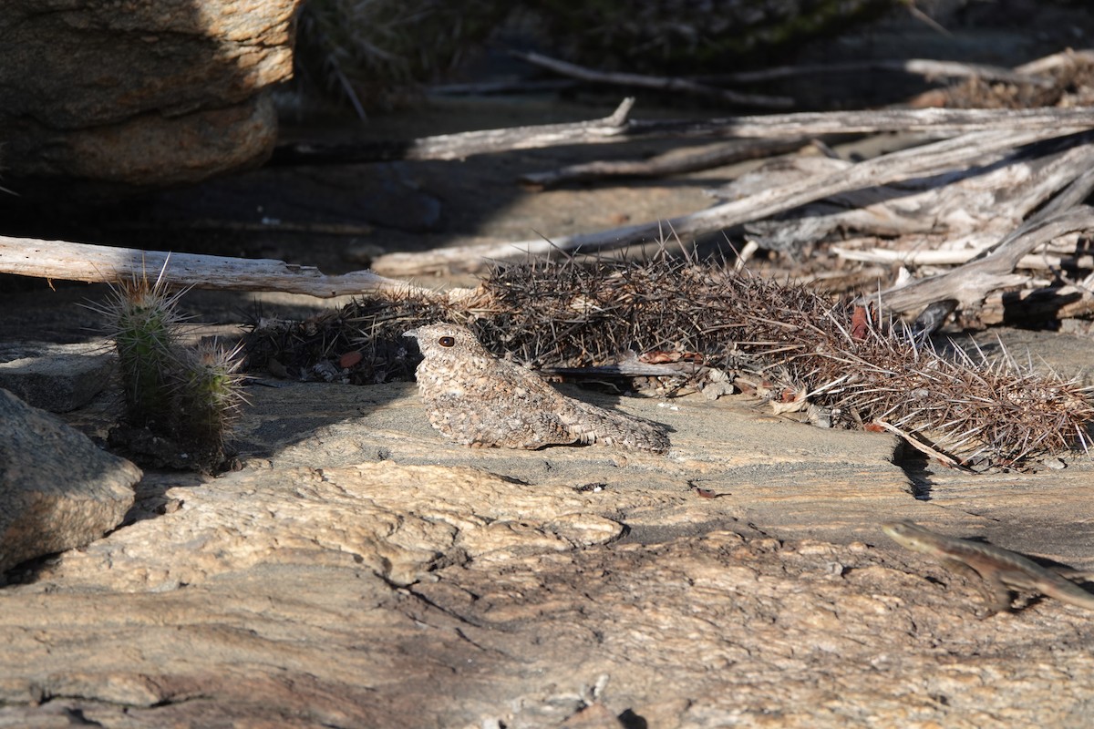 Pygmy Nightjar - ML641861097