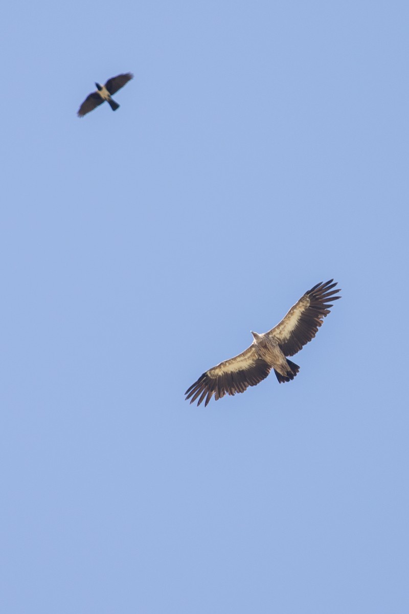 Himalayan Griffon - ML641861108