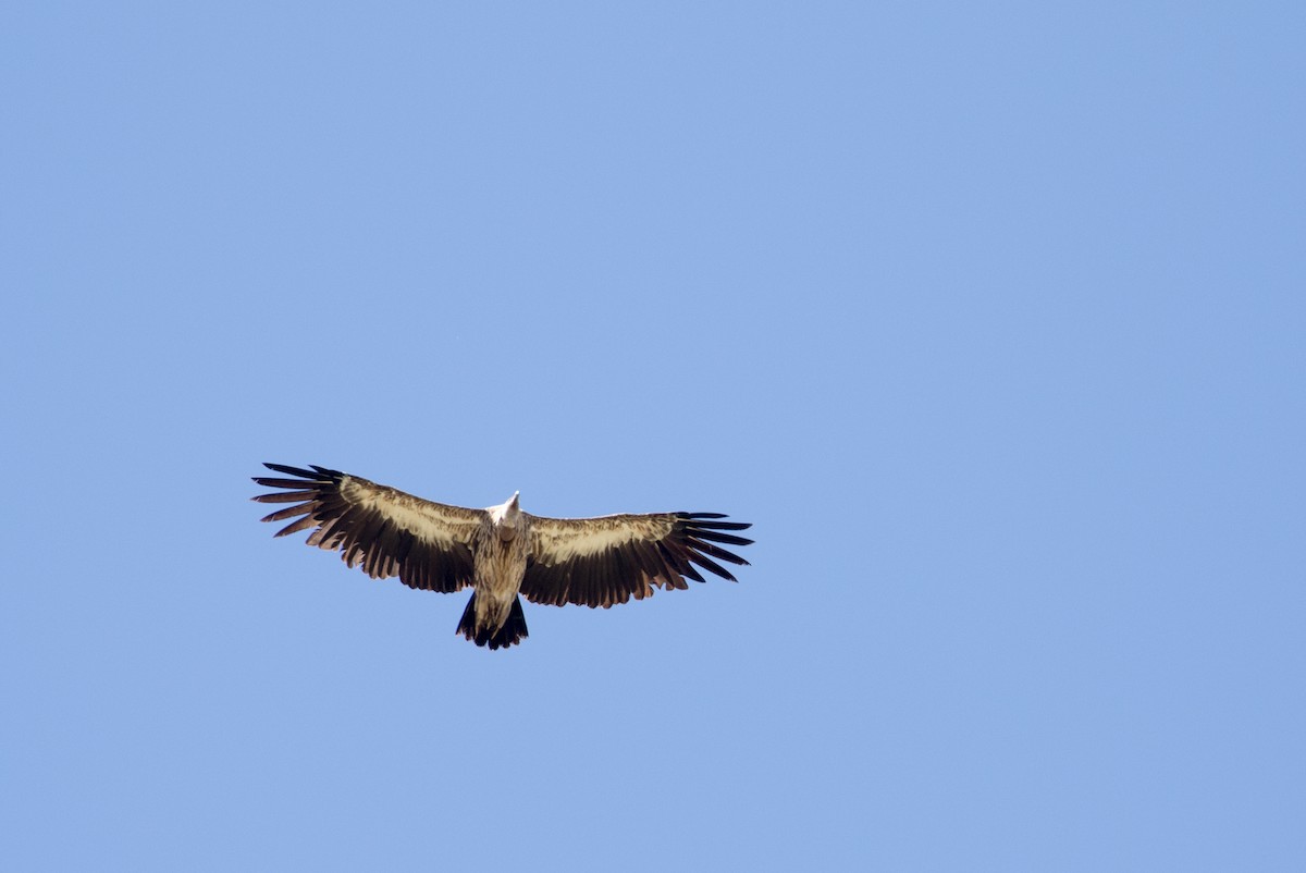 Himalayan Griffon - ML641861109