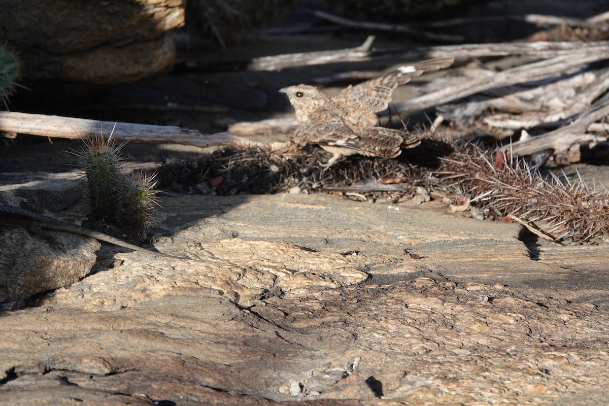 Pygmy Nightjar - ML641861113
