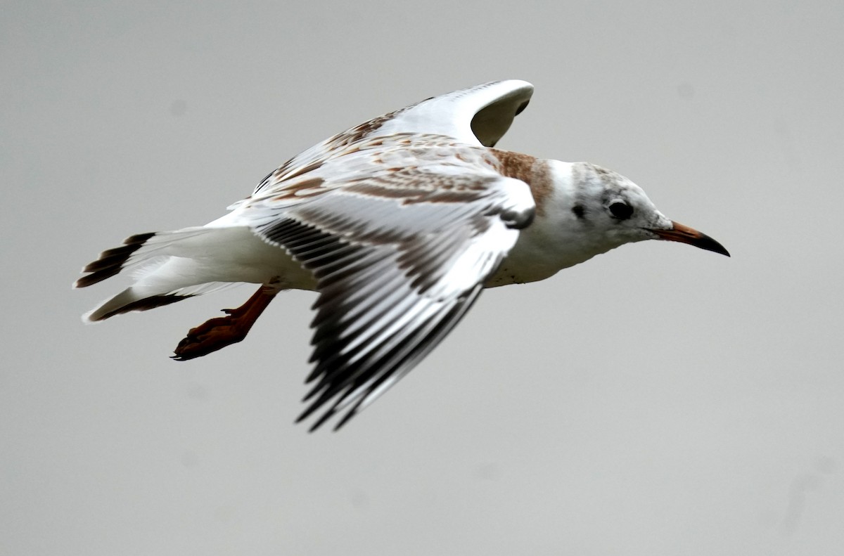 Black-headed Gull - ML641861127