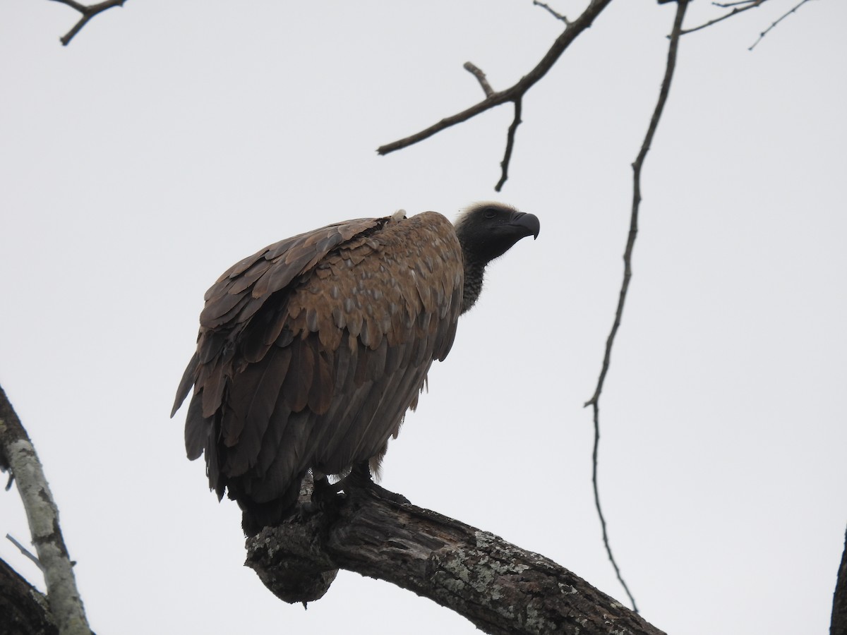 White-backed Vulture - ML641861129