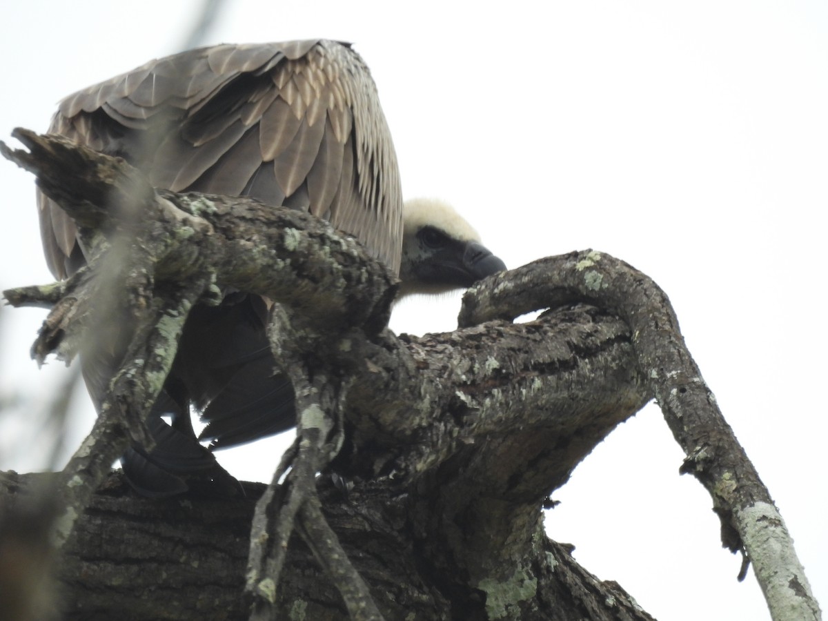 White-backed Vulture - ML641861130