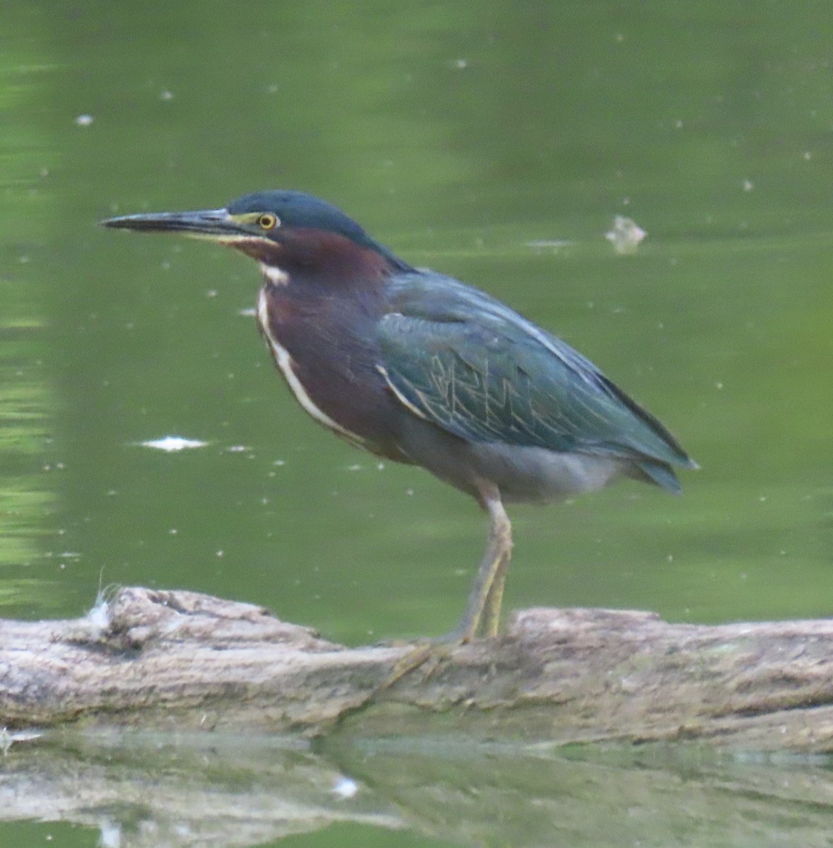 Green Heron - ML641861138
