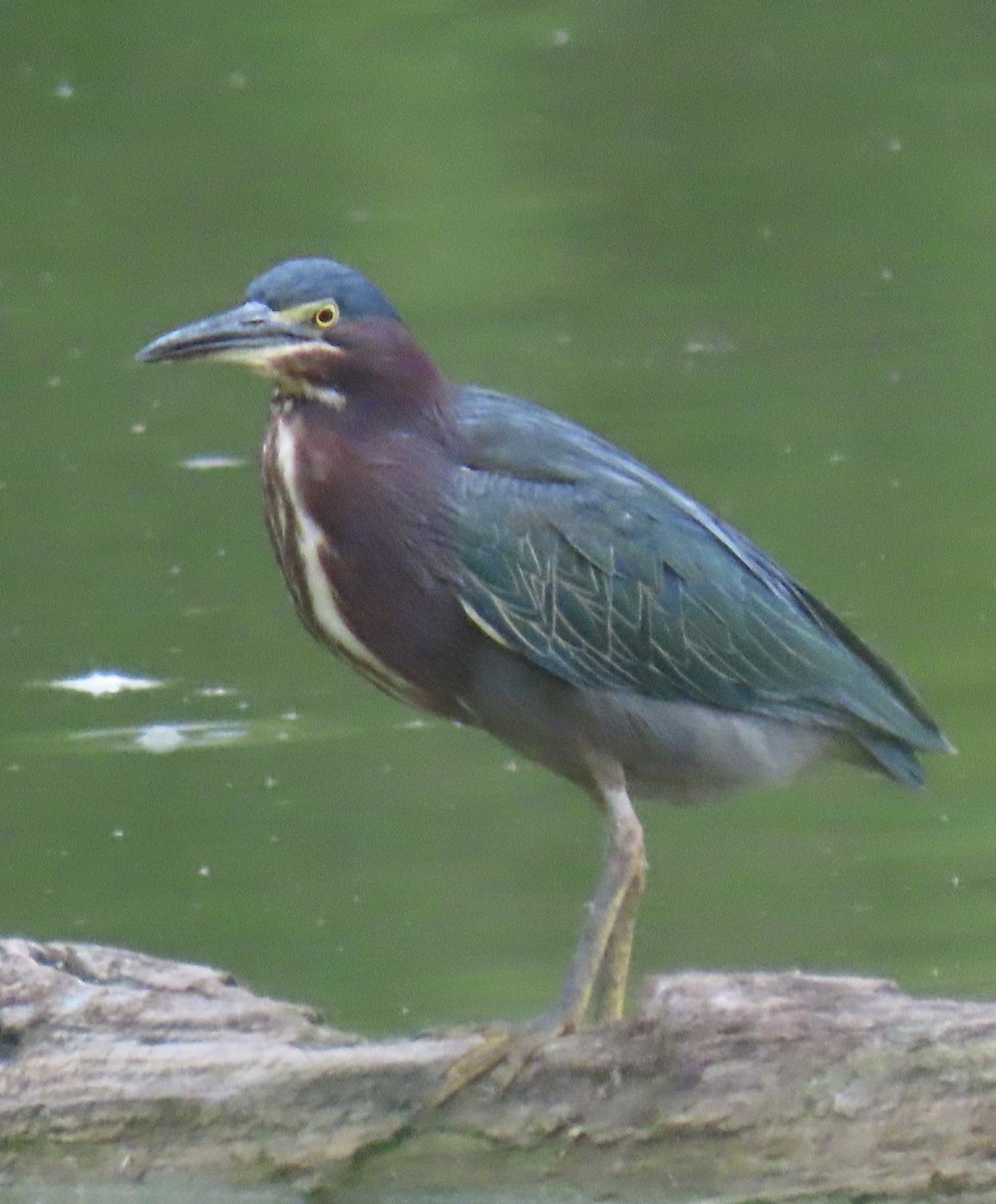 Green Heron - ML641861139