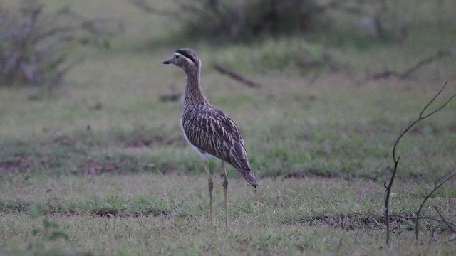 Double-striped Thick-knee - ML641861140