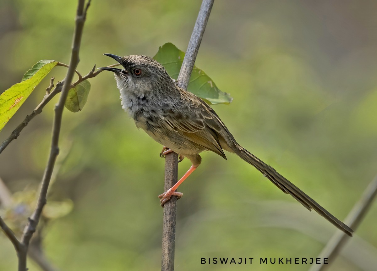 Himalayan Prinia - ML641861141