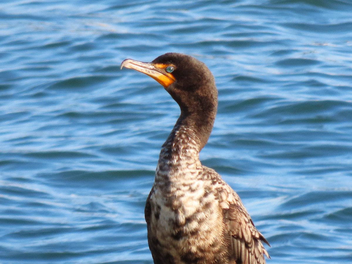 Cormorán Orejudo - ML641861147