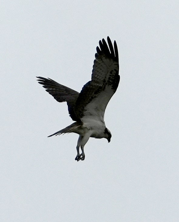 Osprey - ML641861148