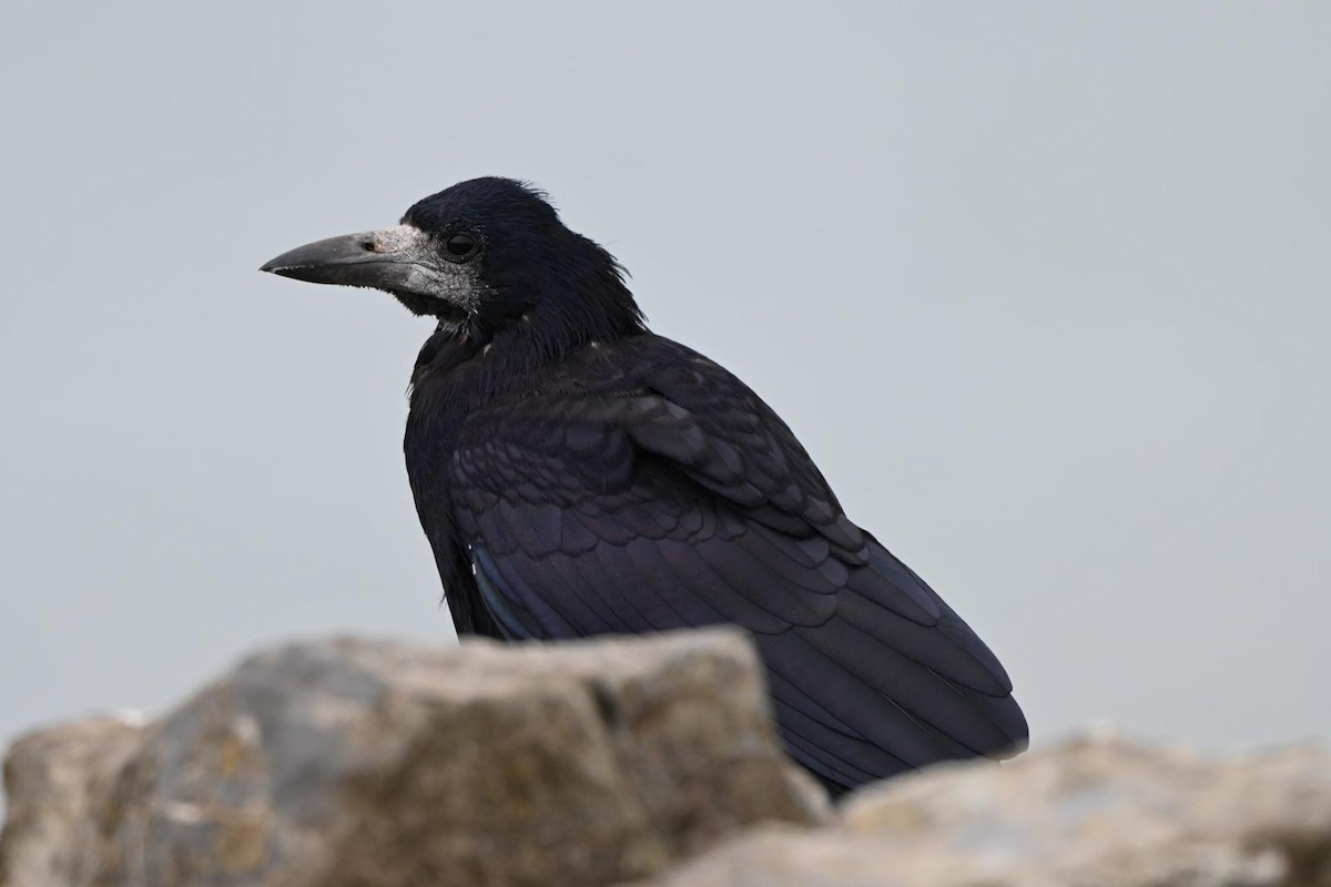 Ekin Kargası - ML641861152