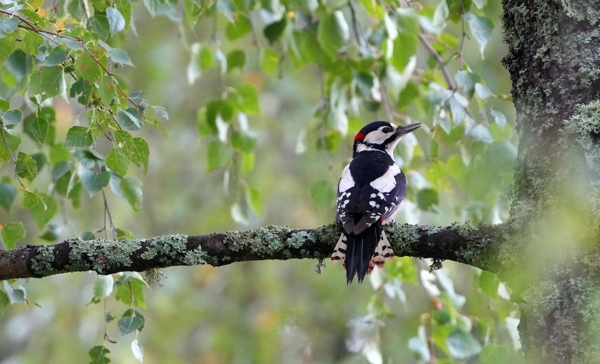 Great Spotted Woodpecker - ML641861156