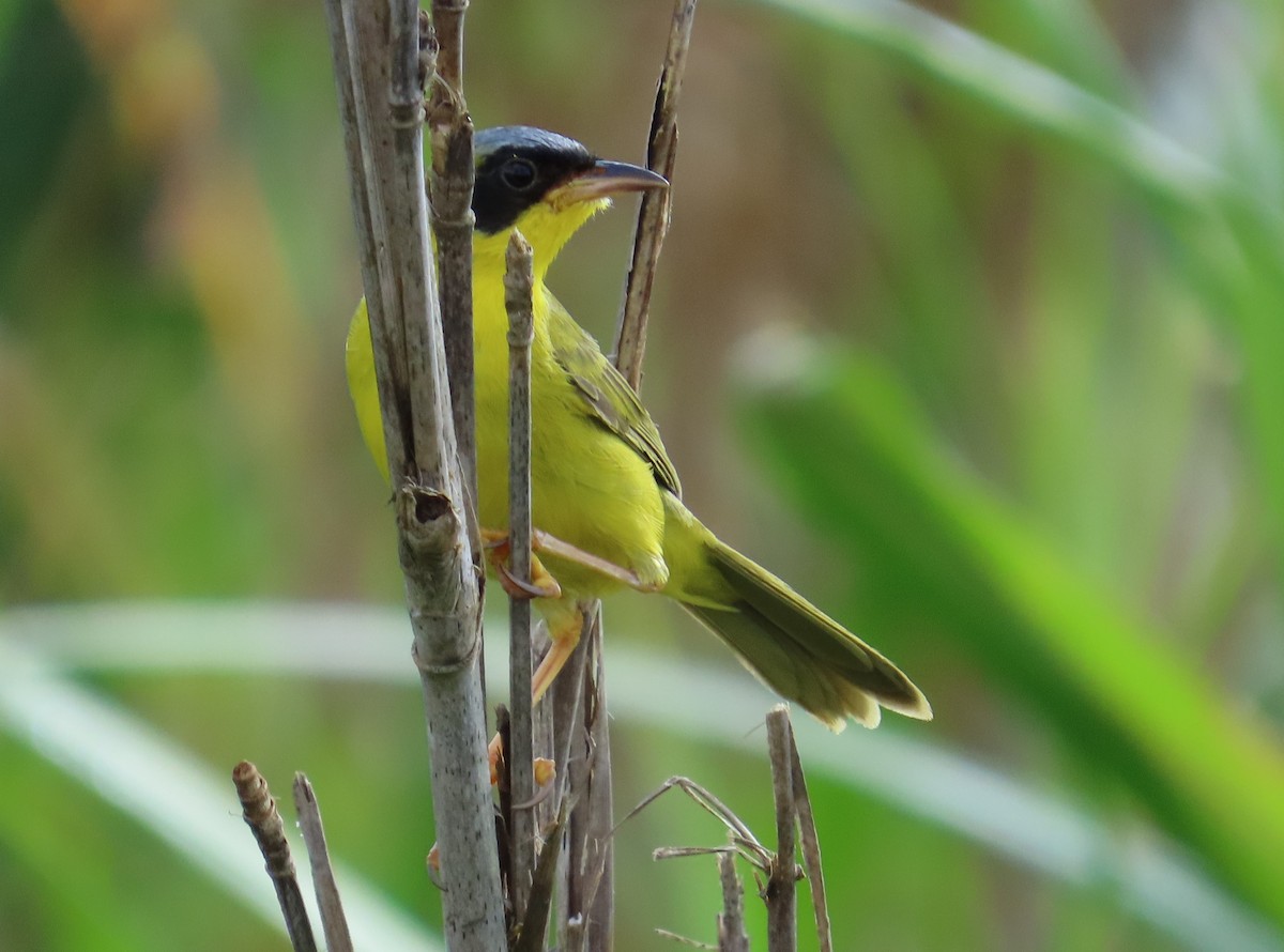 Masked Yellowthroat - ML641861157