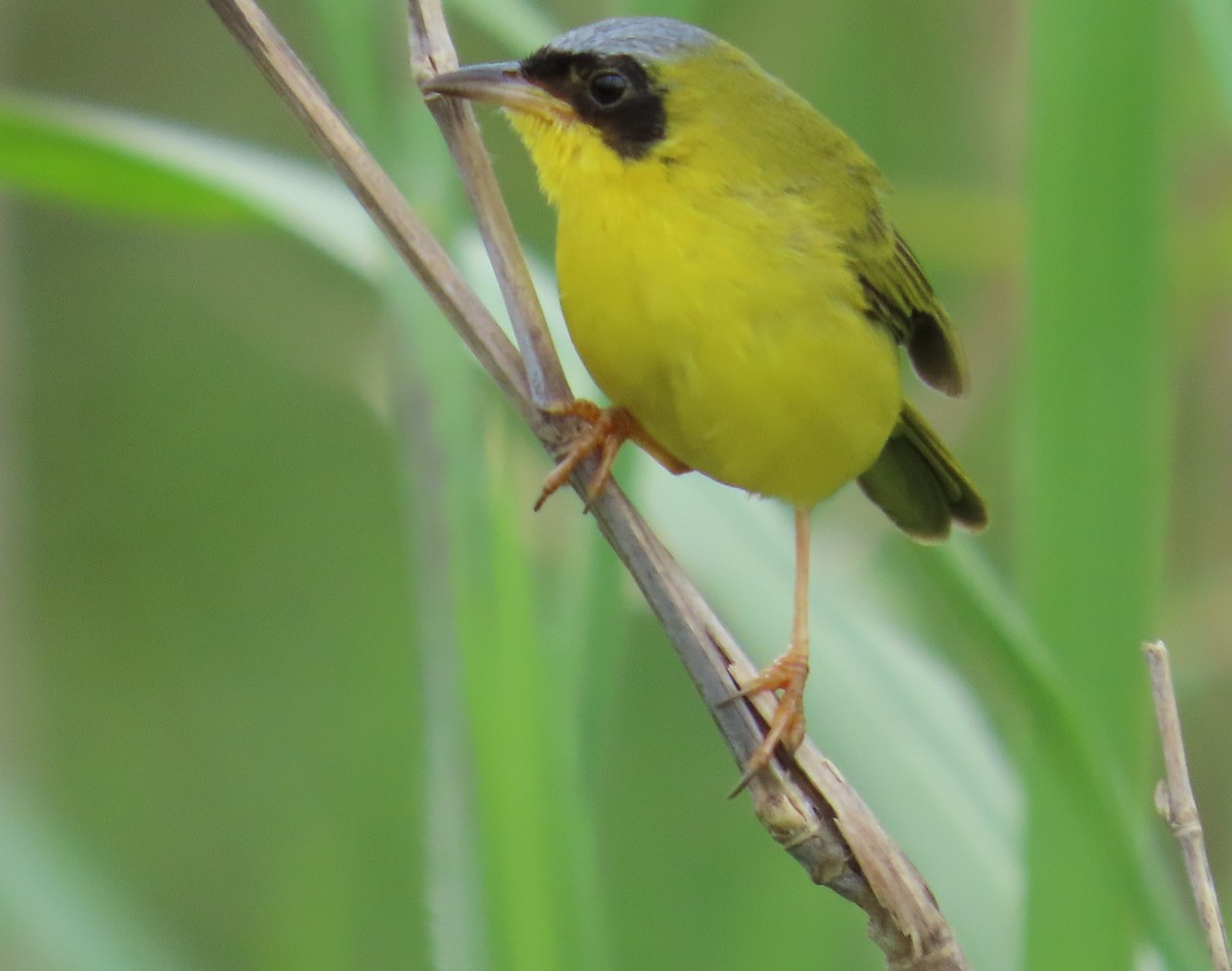 Masked Yellowthroat - ML641861158