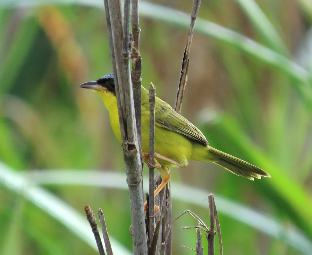 Masked Yellowthroat - ML641861159