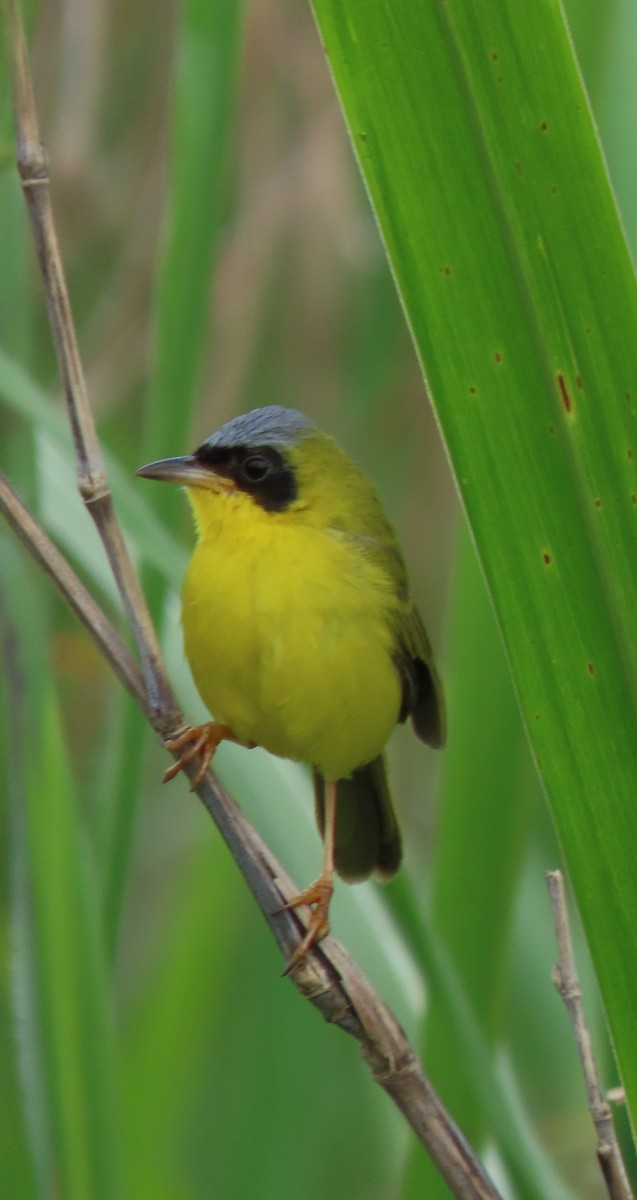 Masked Yellowthroat - ML641861160