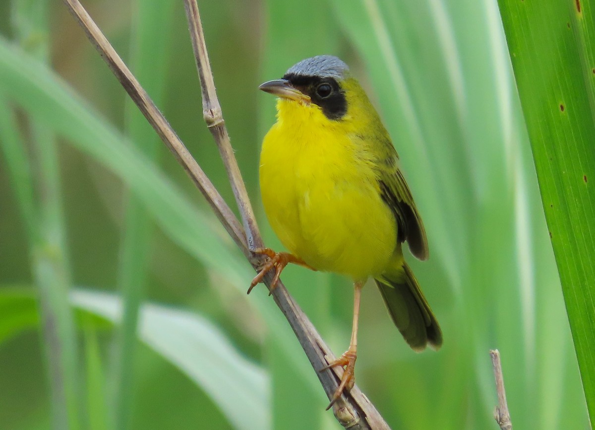 Masked Yellowthroat - ML641861161