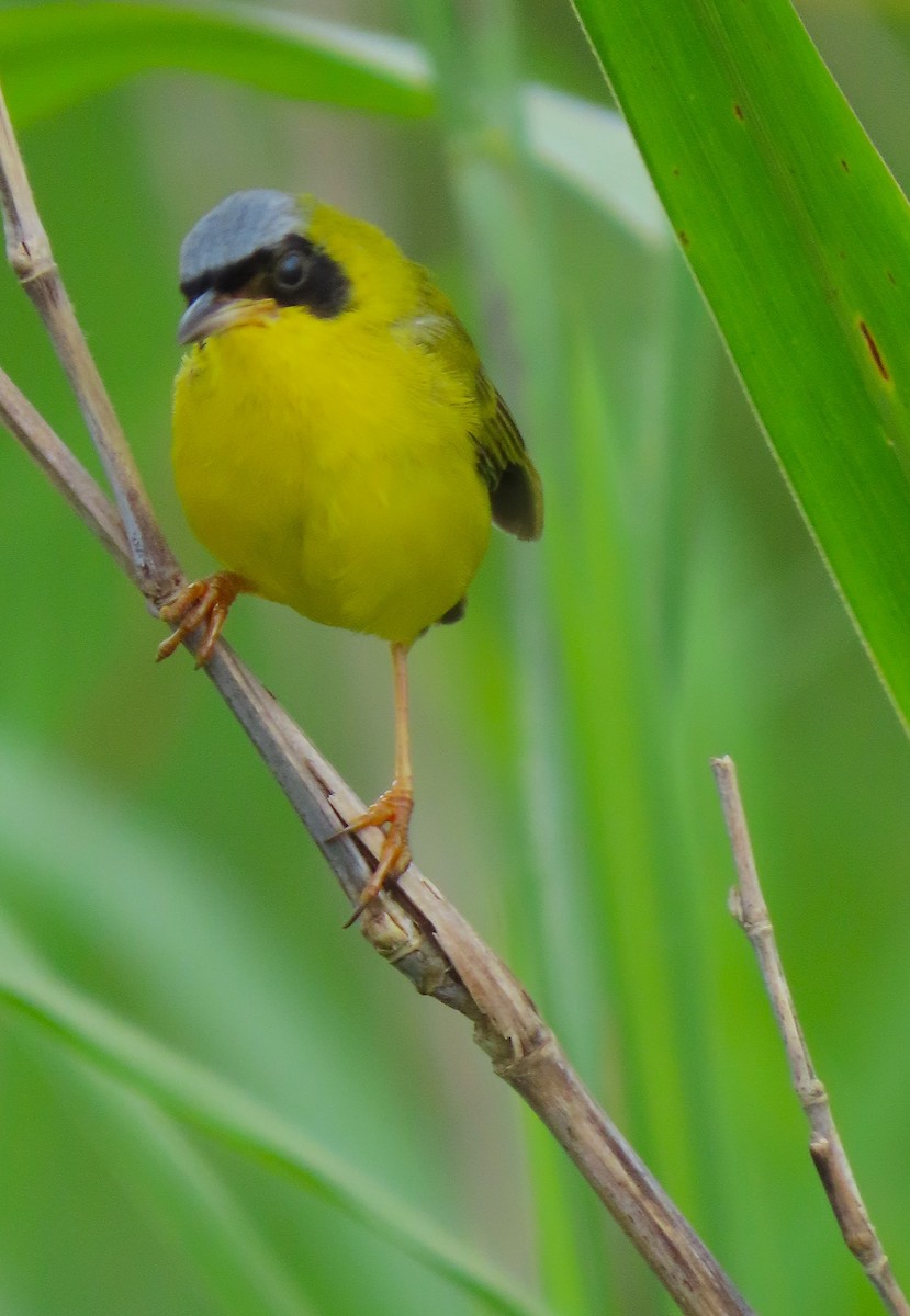 Masked Yellowthroat - ML641861162