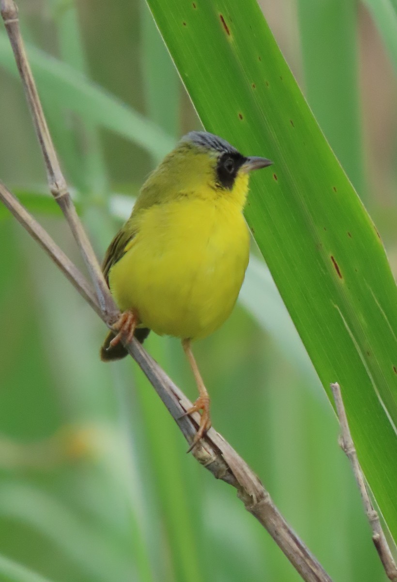 Masked Yellowthroat - ML641861163