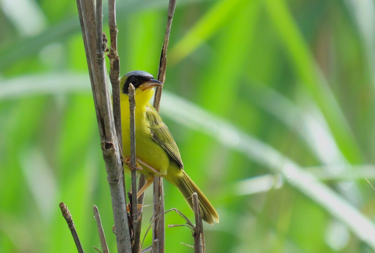 Masked Yellowthroat - ML641861164