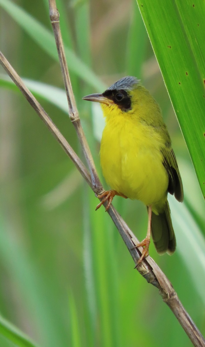 Masked Yellowthroat - ML641861165