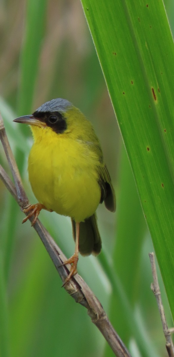Masked Yellowthroat - ML641861167