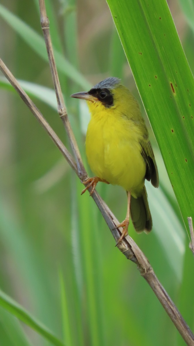 Masked Yellowthroat - ML641861168