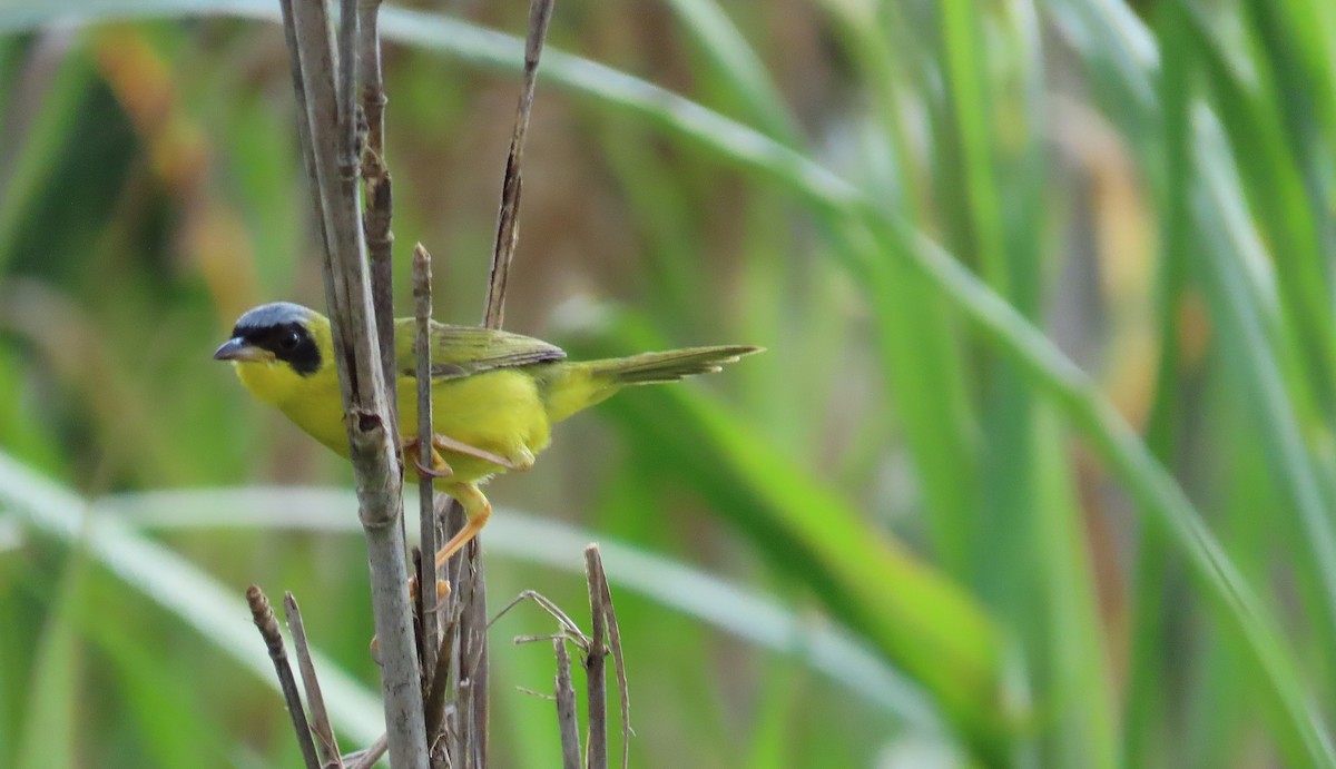 Masked Yellowthroat - ML641861169