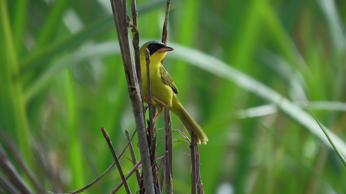 Masked Yellowthroat - ML641861170