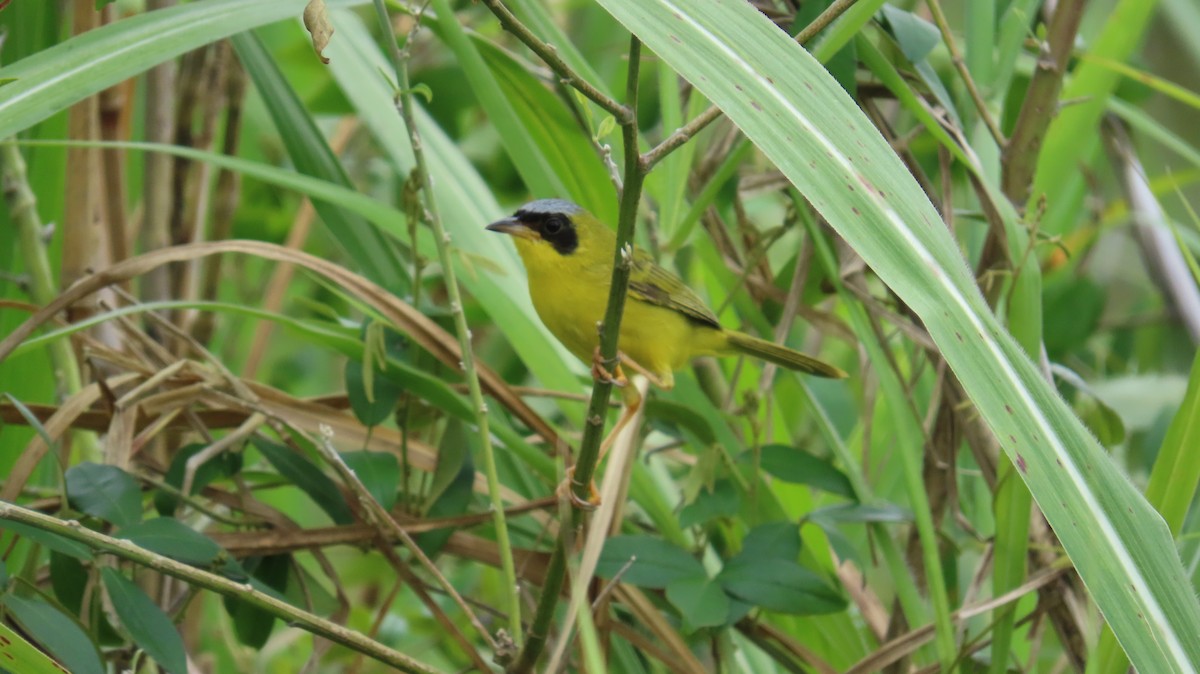 Masked Yellowthroat - ML641861171