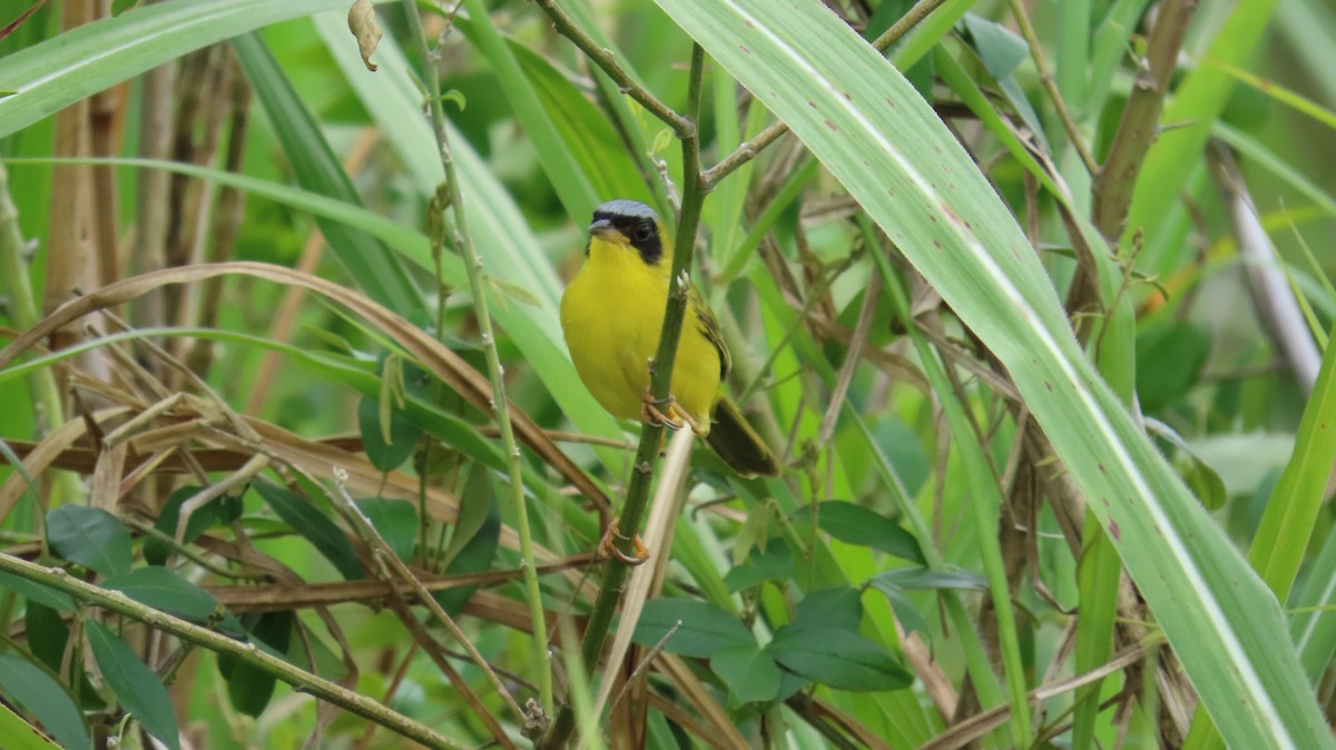 Masked Yellowthroat - ML641861172