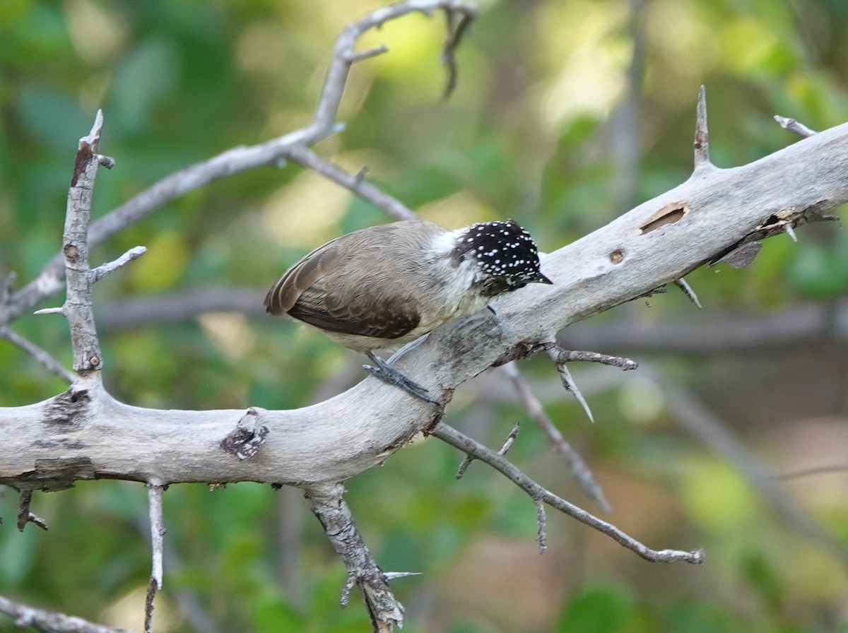 Ochraceous Piculet - ML641861176