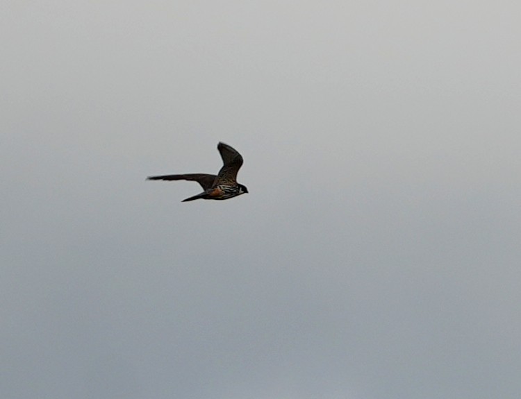 Eurasian Hobby - ML641861184