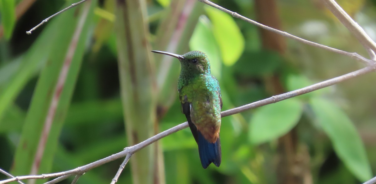 Copper-rumped Hummingbird - ML641861192