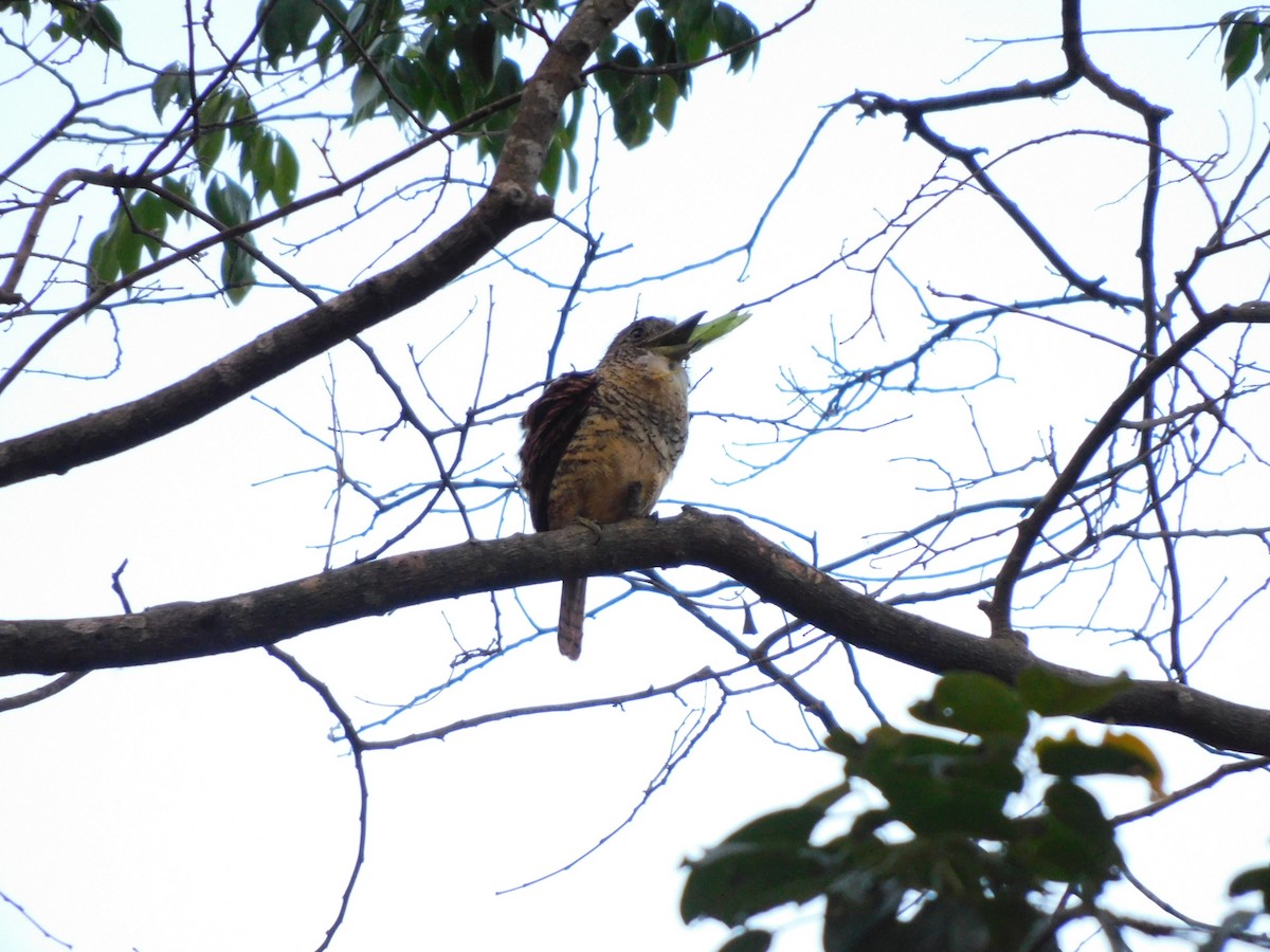 Barred Puffbird - ML641861193