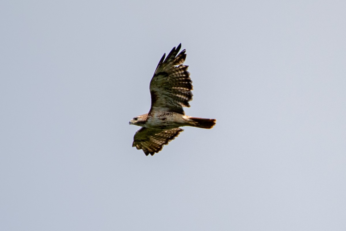 Red-tailed Hawk - ML641861199